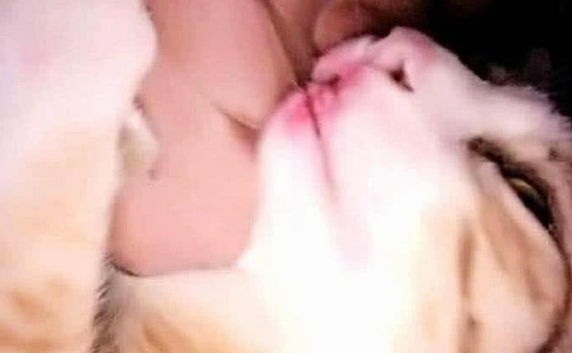 女主人喝洒喝喝断片儿 回家里抱着猫咪吻(图1)