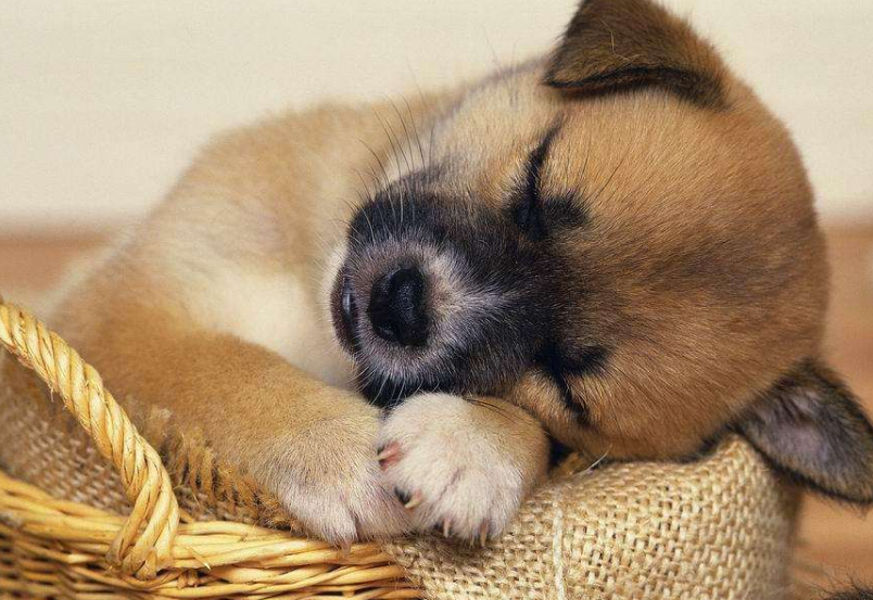 小狗拉稀吃什么好药对的办法在这里！(图1)