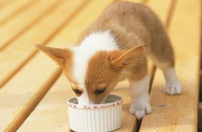 小狗拉稀吃什么好药对的办法在这里！(图2)