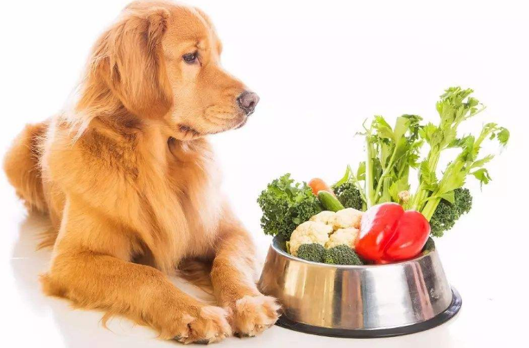 小狗拉稀吃什么好药对的办法在这里！(图3)