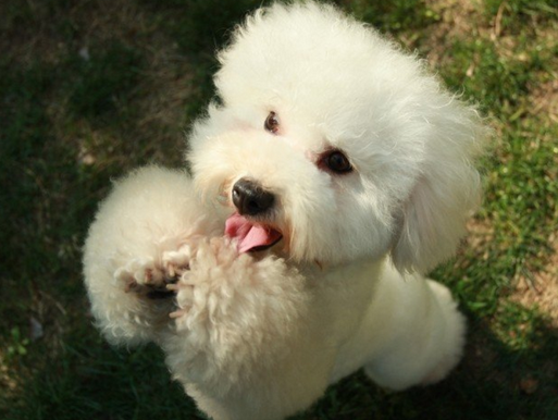 这6种狗狗最受“女生”热烈迎接 出门后遛猫遛狗时 更能也让住他人查！(图1)