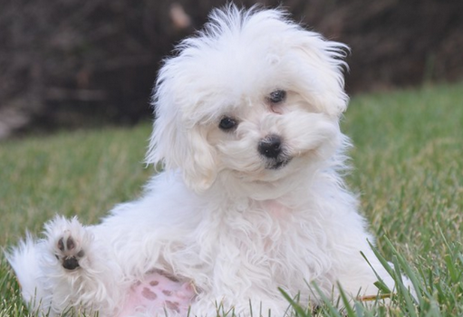 这6种狗狗最受“女生”热烈迎接 出门后遛猫遛狗时 更能也让住他人查！(图2)