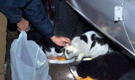 老翁早上都喂流浪猫22年风雨无阻一定要坚持每天喂(图2)