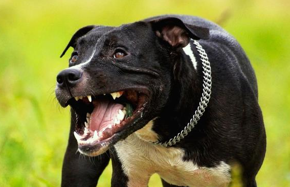 在狗狗跟前做的几个动作 会认为是蔑视 真是想不到会咬你！(图1)