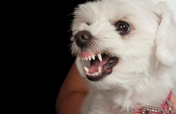 在狗狗跟前做的几个动作 会认为是蔑视 真是想不到会咬你！(图2)