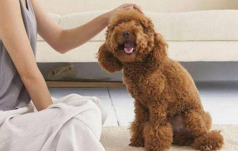 狗狗早已“认主”的6大个人行为 家里狗狗认你也没？(图1)