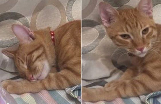 超级吃货橘猫假睡理他妈妈只能吃饭好才能吵醒(图1)