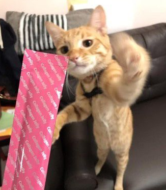 超级吃货橘猫假睡理他妈妈只能吃饭好才能吵醒(图2)