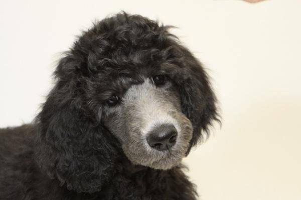 贵宾犬肚子有虫该怎么办？这几点建议也可以收藏下(图1)