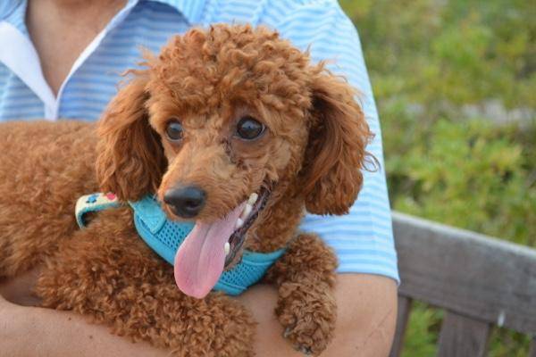 贵宾犬肚子有虫该怎么办？这几点建议也可以收藏下(图2)