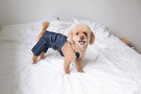 贵宾犬肚子有虫该怎么办？这几点建议也可以收藏下(图3)