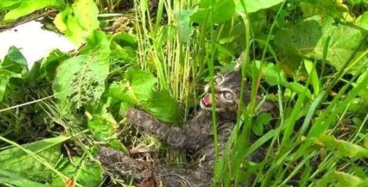 你你还记不记得那只被裹“面包糠”的小猫吗?它慢慢长大啦 还收了个小弟!(图1)