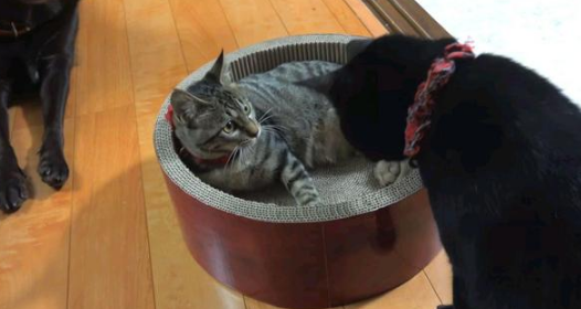 你你还记不记得那只被裹“面包糠”的小猫吗?它慢慢长大啦 还收了个小弟!(图3)