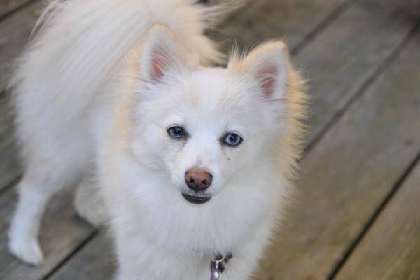 博美犬和茶杯犬的区别？那些个区别都很确实(图2)