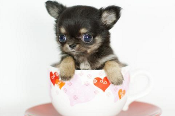 博美犬和茶杯犬的区别？那些个区别都很确实(图1)