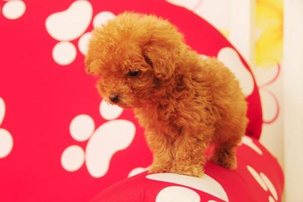 博美犬和茶杯犬的区别？那些个区别都很确实(图3)