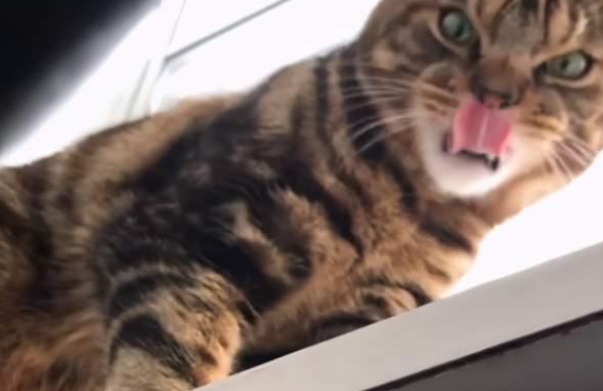 流浪猫一脸凶恶 反而找到好人家 还曾经的收容所代言的产品猫！(图2)