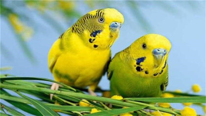 虎皮鹦鹉螨虫的症状(图1)