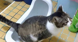没人教猫咪自己到马桶嘘嘘还懂在门口去排队(图1)
