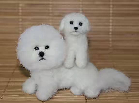 比熊犬忠心不二吗？感情培养很有用(图1)