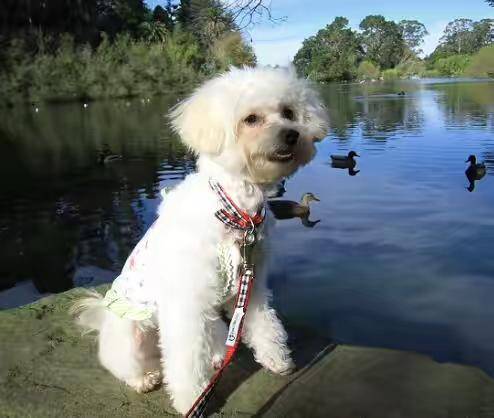 比熊犬忠心不二吗？感情培养很有用(图2)