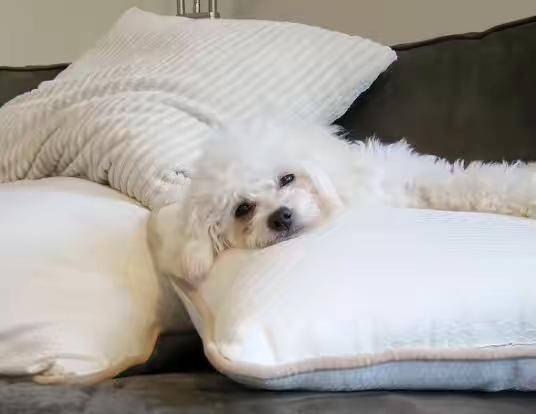 比熊犬忠心不二吗？感情培养很有用(图3)