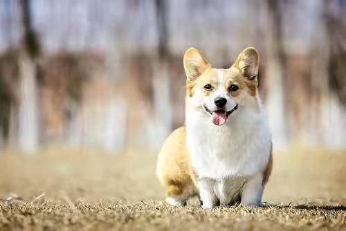 养柯基犬注意事项？有都有那些饲养禁忌(图1)