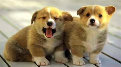 养柯基犬注意事项？有都有那些饲养禁忌(图3)