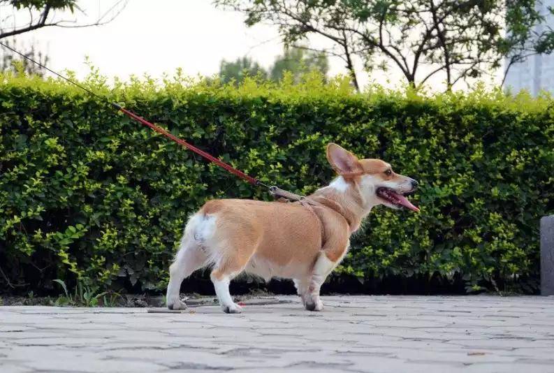 养柯基犬注意事项？有都有那些饲养禁忌(图2)
