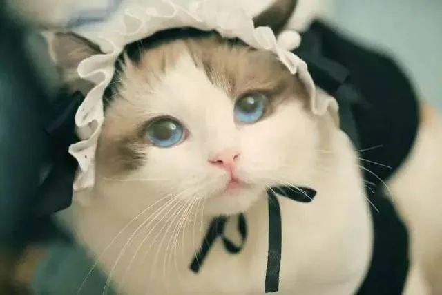 流浪猫被五星级酒店被收留 吃米其林四星员工餐 也有专属坐骑床位 又人不如我猫了...(图1)