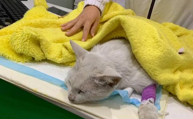 享了10天福的流浪猫 因意外去的喵星 流浪猫的一生有多短？(图1)
