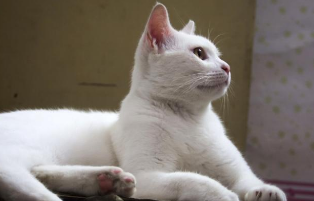 享了10天福的流浪猫 因意外去的喵星 流浪猫的一生有多短？(图2)