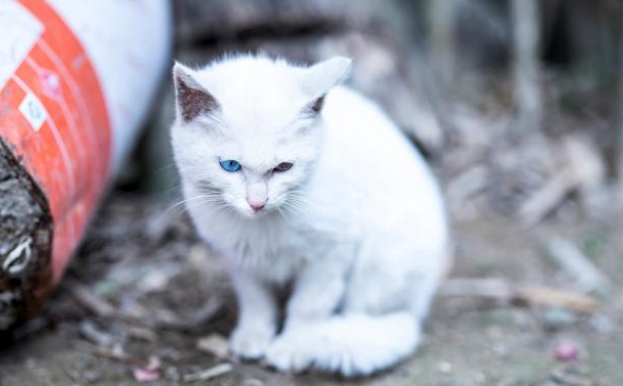 享了10天福的流浪猫 因意外去的喵星 流浪猫的一生有多短？(图3)