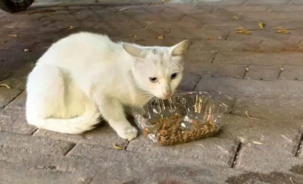 享了10天福的流浪猫 因意外去的喵星 流浪猫的一生有多短？(图4)