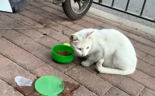 享了10天福的流浪猫 因意外去的喵星 流浪猫的一生有多短？(图5)