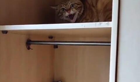 合租室友搬家时丢下橘猫 饿了好几天才被才发现(图1)