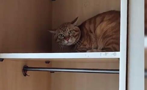 合租室友搬家时丢下橘猫 饿了好几天才被才发现(图2)