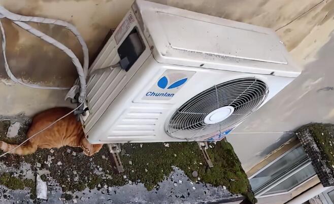 合租室友搬家时丢下橘猫 饿了好几天才被才发现(图3)