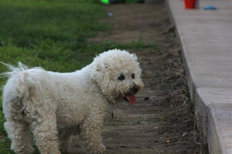 怎摸养比熊犬？比熊的大量饲养方法(图2)