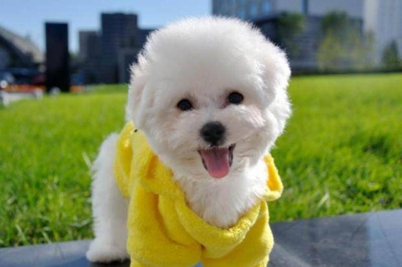 怎摸养比熊犬？比熊的大量饲养方法(图3)