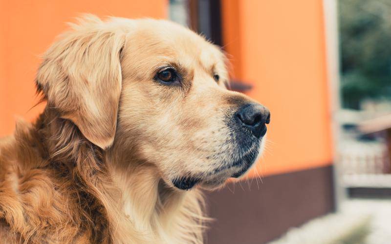 金毛犬三天能吃多少狗粮？喂养时不能吃什么(图1)