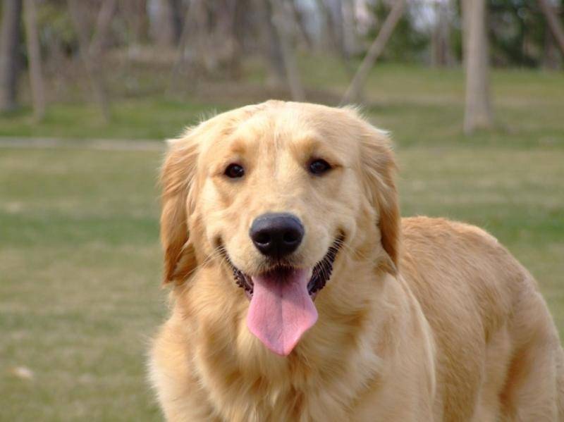 金毛犬三天能吃多少狗粮？喂养时不能吃什么(图3)
