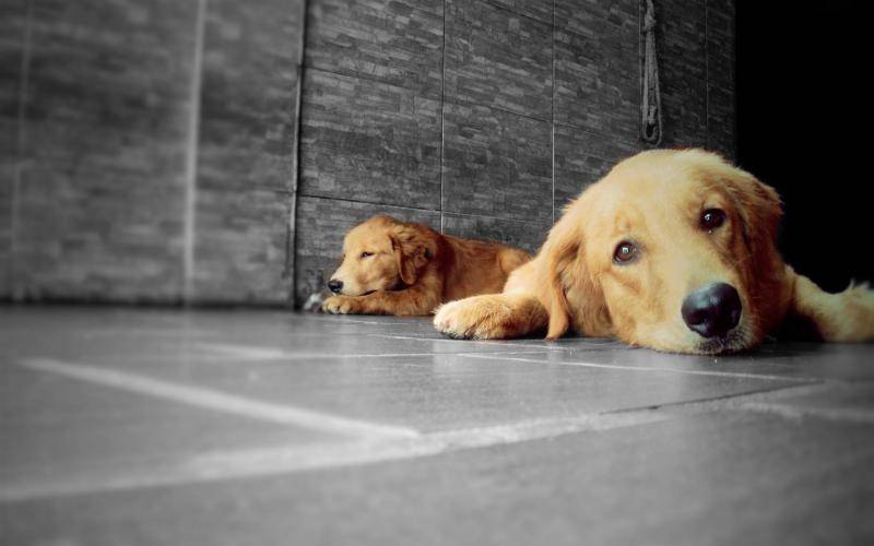 金毛犬三天能吃多少狗粮？喂养时不能吃什么(图2)