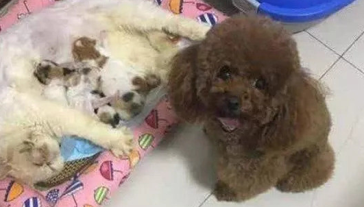 泰迪狗狗想当妈妈 偷偷的叼了一只奶猫 恶搞版一幕笑翻了(图1)