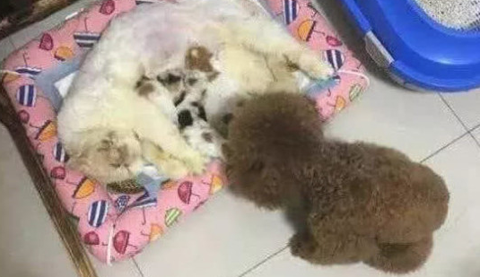 泰迪狗狗想当妈妈 偷偷的叼了一只奶猫 恶搞版一幕笑翻了(图2)