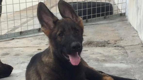 怎末训练德国牧羊犬？训练小技巧多多分享(图1)