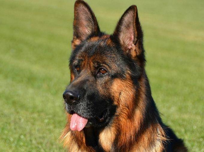 怎末训练德国牧羊犬？训练小技巧多多分享(图2)
