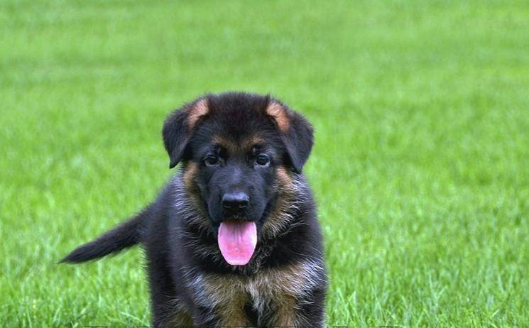 怎末训练德国牧羊犬？训练小技巧多多分享(图3)
