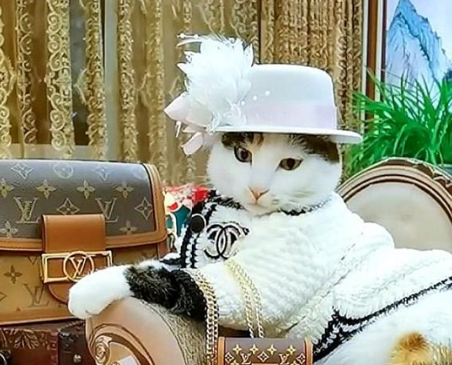 猫咪扮“阔太太”一夜爆红 谁能想得到 这么好看的猫 2年前是流浪猫(图1)