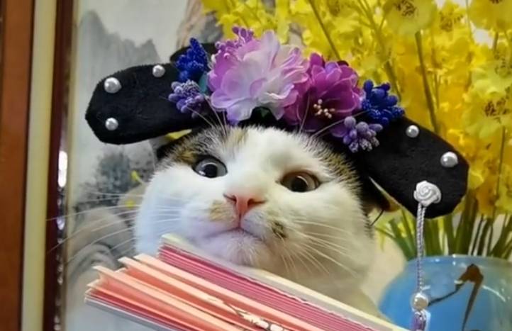 猫咪扮“阔太太”一夜爆红 谁能想得到 这么好看的猫 2年前是流浪猫(图3)